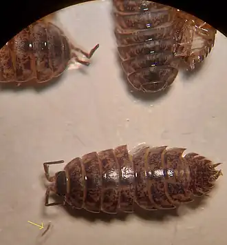 Protracheoniscus politus