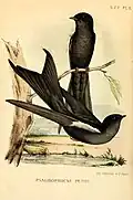 Erzschwalben-Unterart (Psalidoprocne pristoptera petiti Sharpe & Bouvier, 1876) illustriert von Bevalet