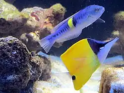 P. bleekeri, Sekundärmännchen, unten ein Gelber Masken-Pinzettfisch