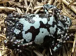 Pseudophryne major, Unterseite