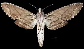 Weibchen △ Ventralansicht