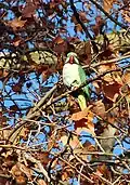 Freilebender Alexandersittich im Schlosspark