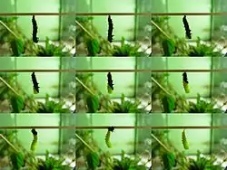 Verpuppung von Inachis io (Tagpfauenauge) in 60-Sekunden-Schritten