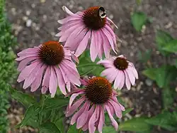 Purpur-Sonnenhut (Echinacea purpurea)