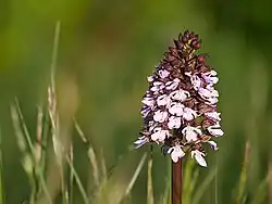 Purpur-Knabenkraut (Orchis purpurea)