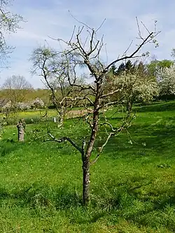Ganzer Baum im Sortengarten