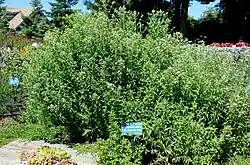 Pycnanthemum verticillatum var. pilosum (Syn.: Pycnanthemum pilosum)