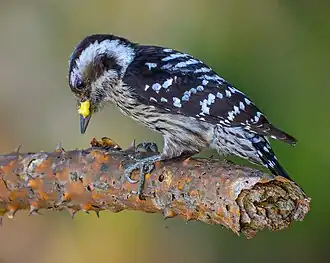 Grauscheitelspecht (Yungipicus canicapillus)