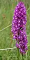 Pyramiden-Hundswurz (Anacamptis pyramidalis)