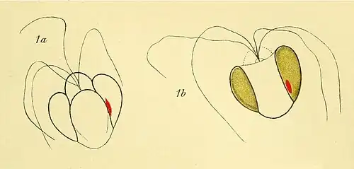 P. adriaticus Josef Schiller, 1913