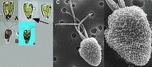 P. disomata, Skagerrak-Kattegat. A,B: Lebende Zellen, B: Zellen in Lugol. C: Zelle im REM mit Geißeln und Schuppen. Mats Kuylenstierna et al., via SMHI