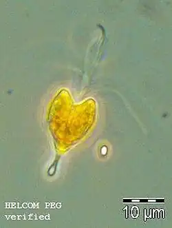 P. longicauda, Ostsee, PCM. Regina Hansen, via SMHI