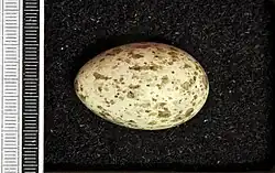 Foto eines Eis mit Millimeterskala