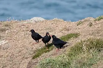 Drei Alpenkrähen an einer Steilküste