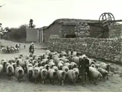 Hirte mit Schafherde im palästinen­sischen Dorf Qastina um 1940