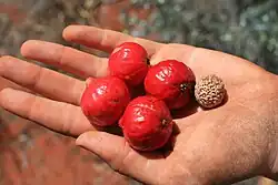 Quandong (ähnlich ist Santalum spicatum)