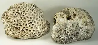 Verkieselter Korallenstock aus der Tampa-Subformation der Arcadia-Formation (Unter-Miozän von Florida)