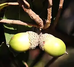 Eiche (Quercus phillyreoides) am Asama