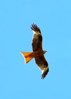 Rotmilan über Rückers