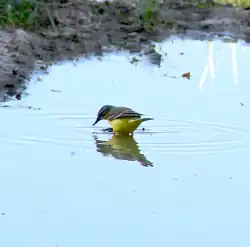 Schafstelze auf dem Eisenküppel