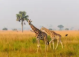 Rothschildgiraffen im Murchison Falls Nationalpark