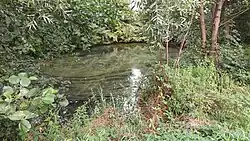 Das RHB Burgwedelkamp, evtl. die Quelle des Schnelsener Moorgraben