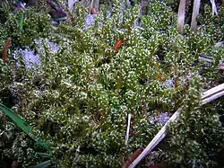 2021 Sparriges Kranzmoos