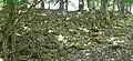 Reste der latenezeitlichen Ringwallanlage Burgberg nordöstlich des Ortes