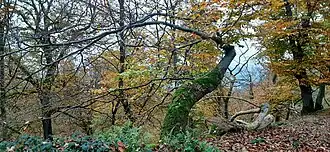 An der Steilflanke des Rabensteines nach Norden