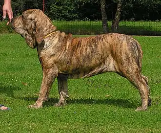 Fila Brasileiro – Brasilianischer Mastiff
