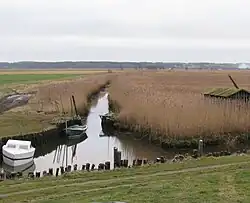 Schilfgürtel bei Voer