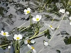 2016 Flutender Wasserhahnenfuß
