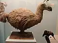 Rekonstruktion des „rätselhaften“ Réunion-Dodos, ausgestellt im Natural History Museum (London, England)