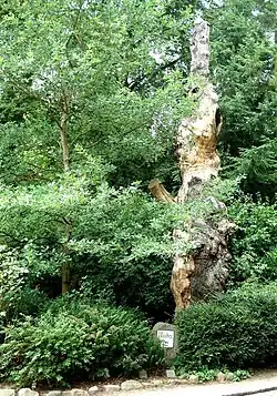 Die Blüchereiche (im Sommer)