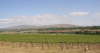Weinberge in der Herkunftsbezeichnung Yakima Valley AVA.