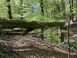 Totholz im Rauenhauser Siepental