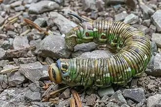 Ausgewachsene verpuppungsbereite Raupe