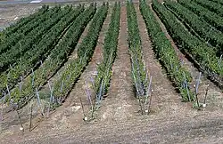 Reblausherd (im vorderen Bereich) in einem kalifornischen Weingarten. Entstanden durch die Verwendung einer ungenügend widerstandsfähigen Unterlagsrebe.