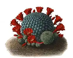 Rebutia minuscula
