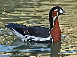Rothalsgans (Branta ruficollis)