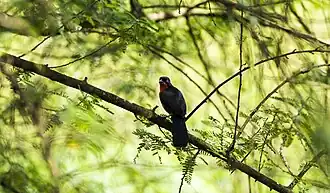 Scharlachwürger (Laniarius erythrogaster) Duett, Tonaufnahme aus Keniaⓘ/?