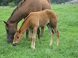 Fuchsfalbe mit Fohlenfell