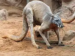 Rotes Riesenkänguru