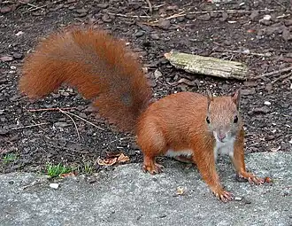 Eichhörnchen (Red squirrel)