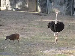 Philippinenhirsch und Afrikanischer Strauß