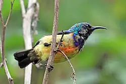 farbenprächtiger Vogel mit langem, abwärtsgebogenen Schnabel, der an einem senkrechten Zweig sitzt