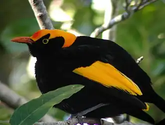 Gelbnacken-Laubenvogel