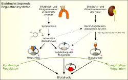Regulation des Blutdrucks