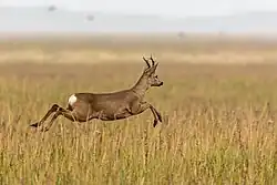 Rehbock auf der Spiekerooger Ostplate