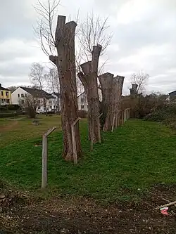 Reihe von Betonzaunpfählen